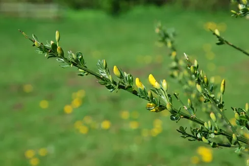 Læge Jannik Kruse Nielsen Praksis Adelgade 2, 2 skive Influenza vaccination