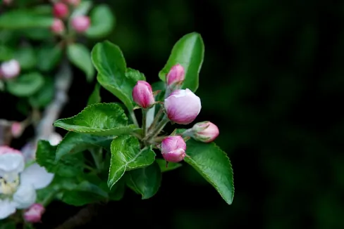 Læge Jannik Kruse Nielsen Praksis Adelgade 2, 2 skive psykolog